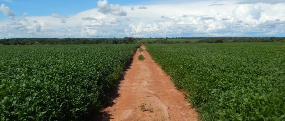 araquaçu-298