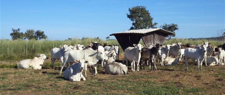peixe-730